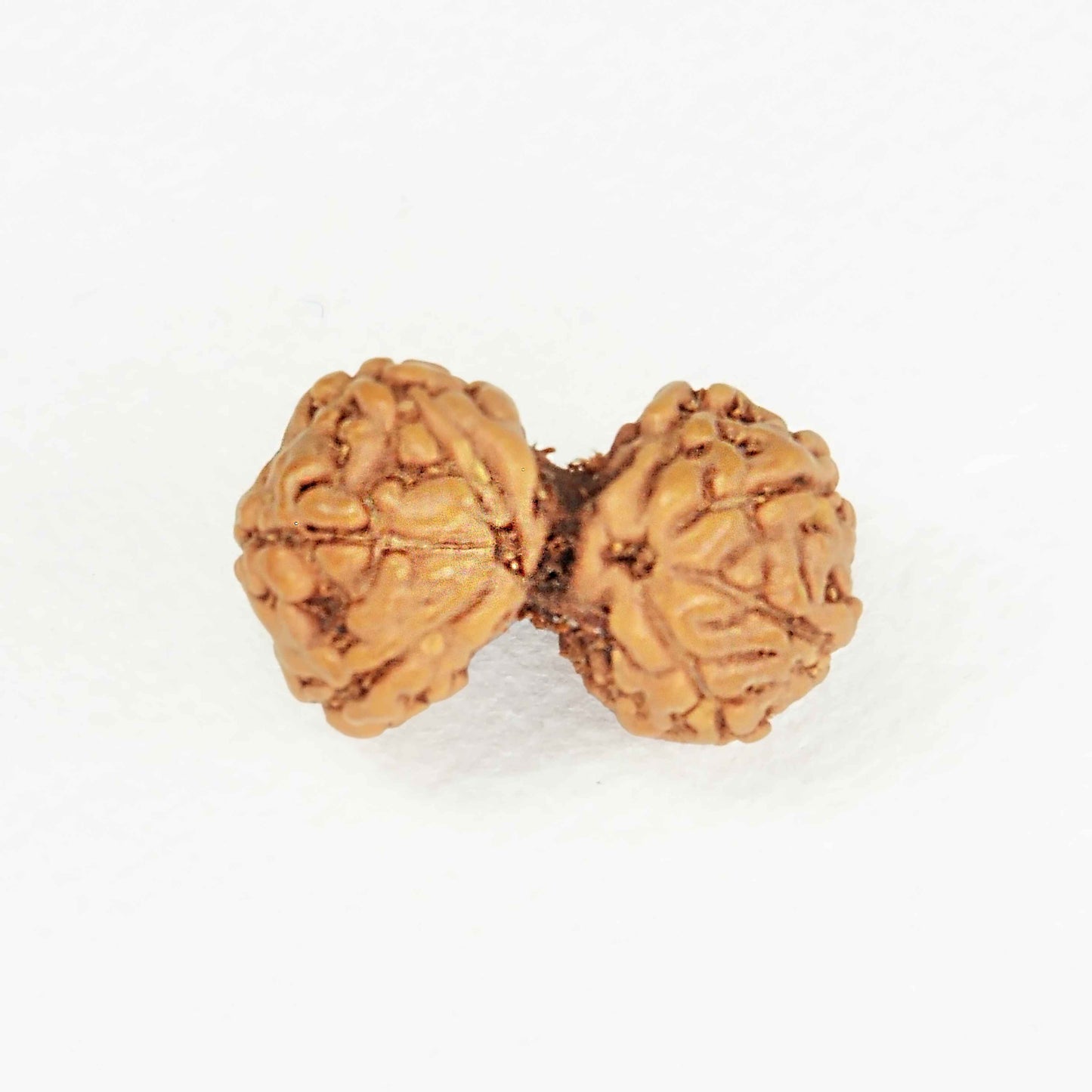 Gauri Shankar Rudraksha (Indonesian)