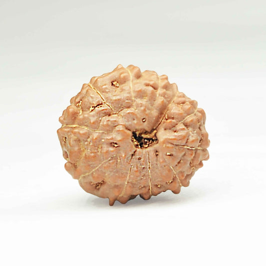 11 Mukhi Rudraksha (Indonesian)