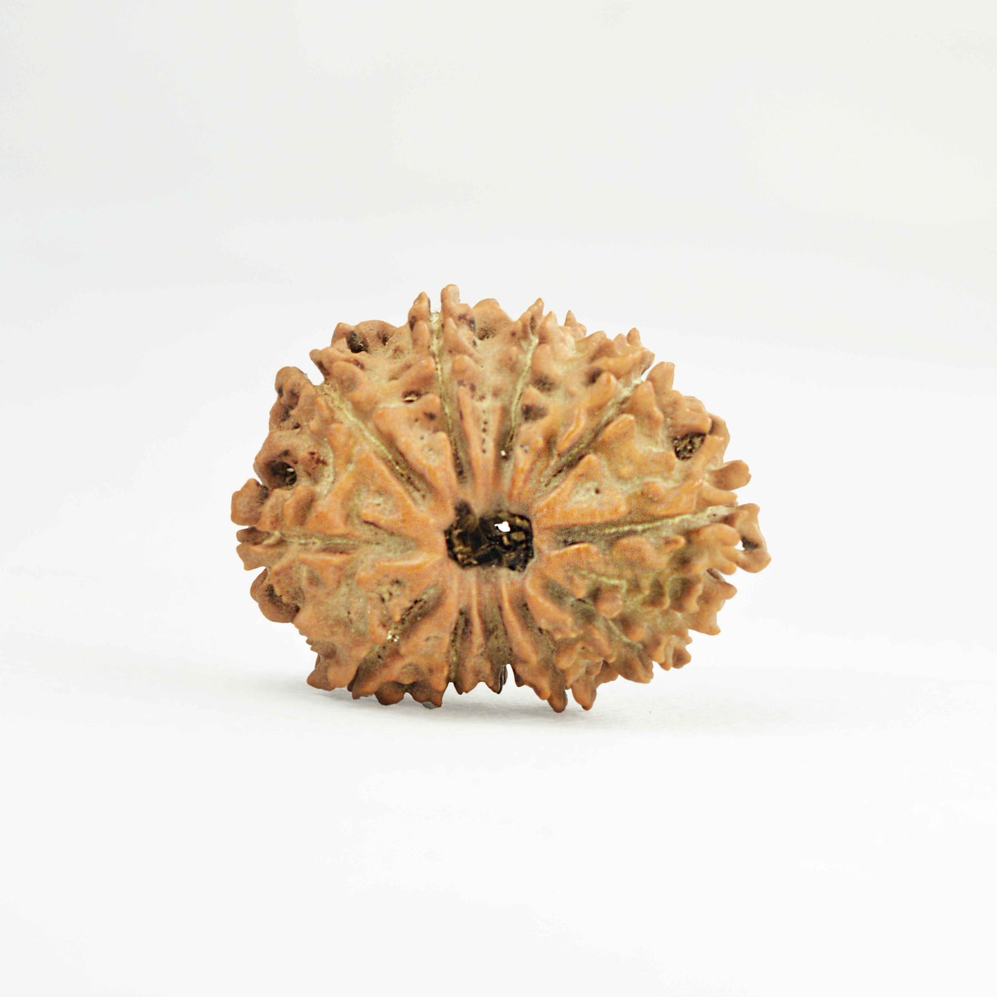 12 Mukhi Rudraksha Dana (Nepali)