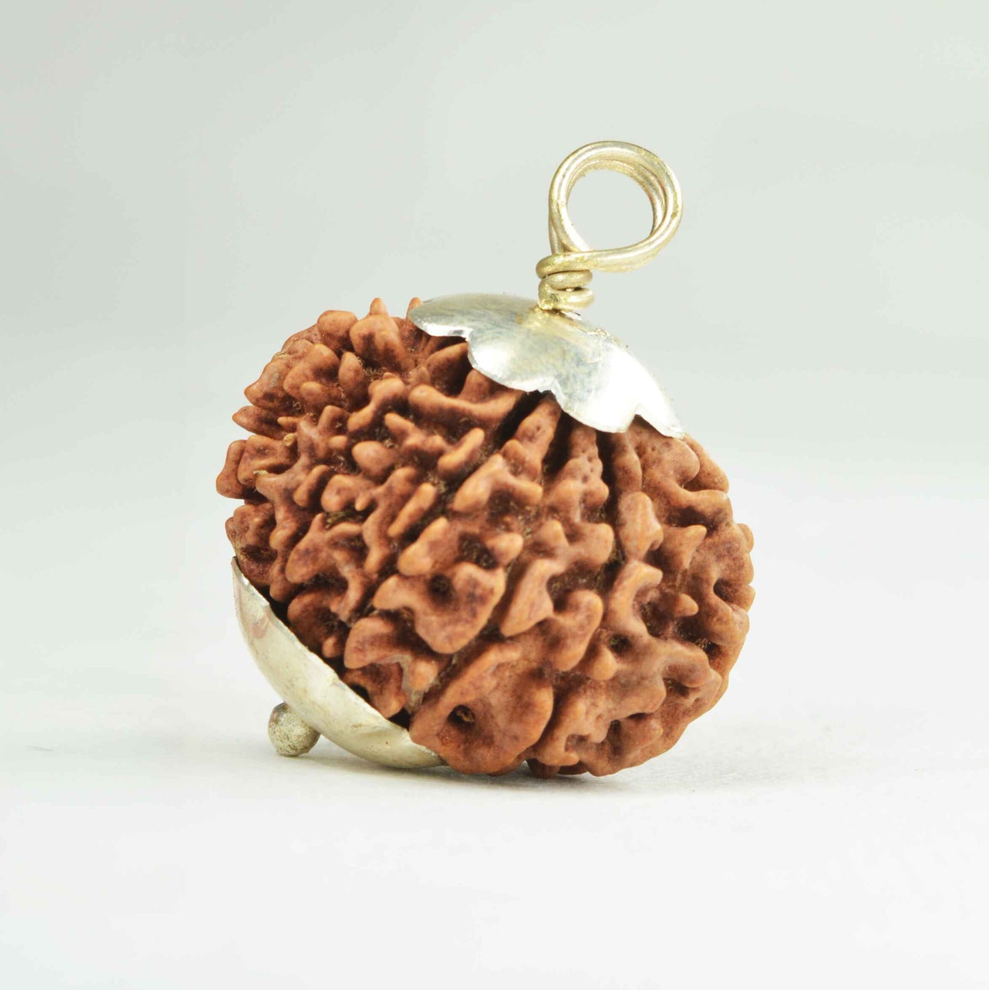 12 Mukhi Rudraksha Dana (Nepali)