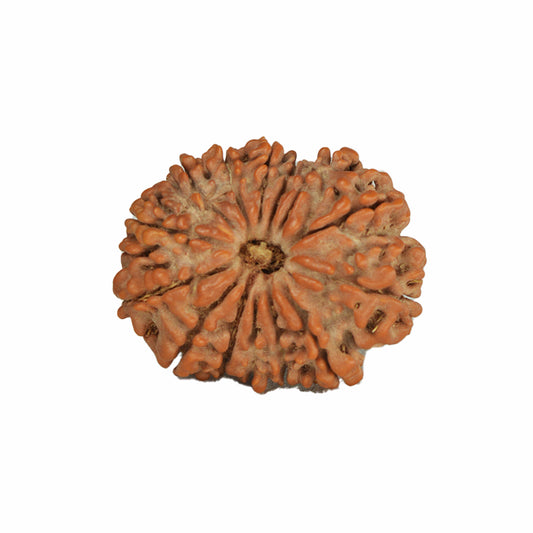 14 Mukhi Rudraksha (Nepali)