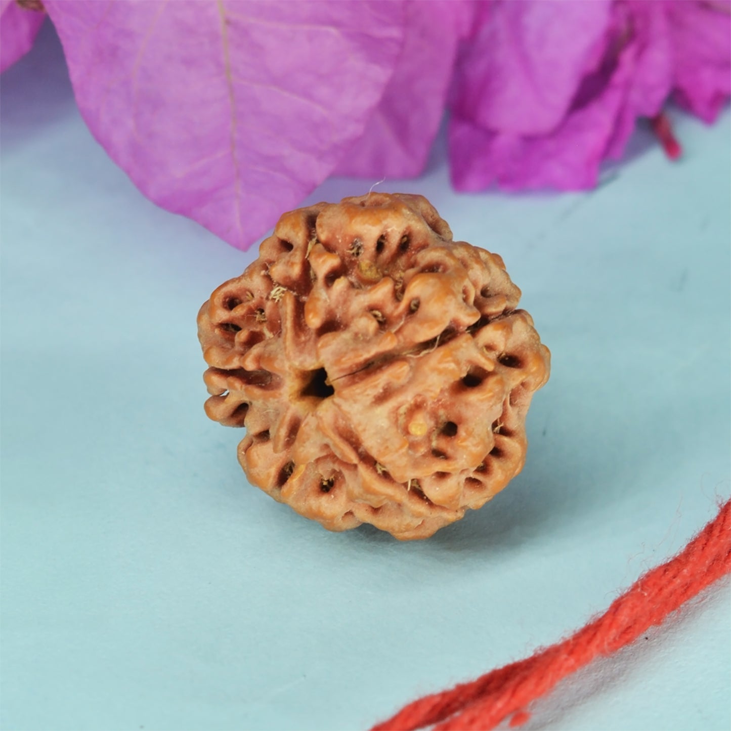 5 Mukhi Rudraksha Pendant (Nepali)