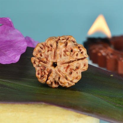 5 Mukhi Rudraksha Pendant (Nepali)