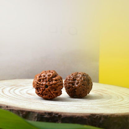 5 Mukhi Rudraksha Energy Healing Dana - Seetara