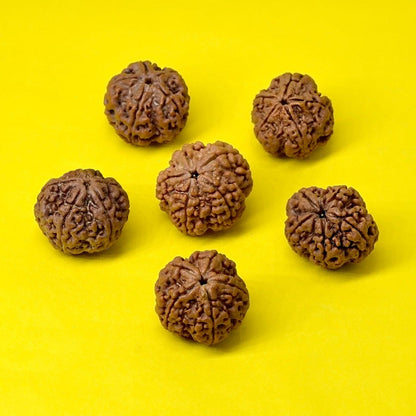 5 Mukhi Rudraksha Water Therapy Beads - Seetara