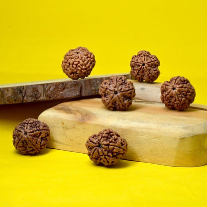 5 Mukhi Rudraksha Water Therapy Beads - Seetara