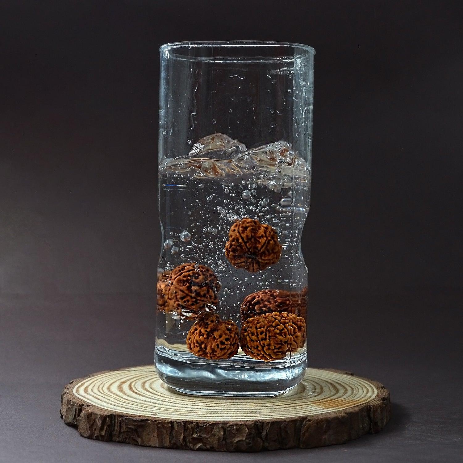 5 Mukhi Rudraksha Water Therapy Beads - Seetara