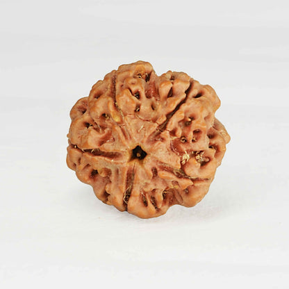 5 Mukhi Rudraksha Pendant (Nepali)