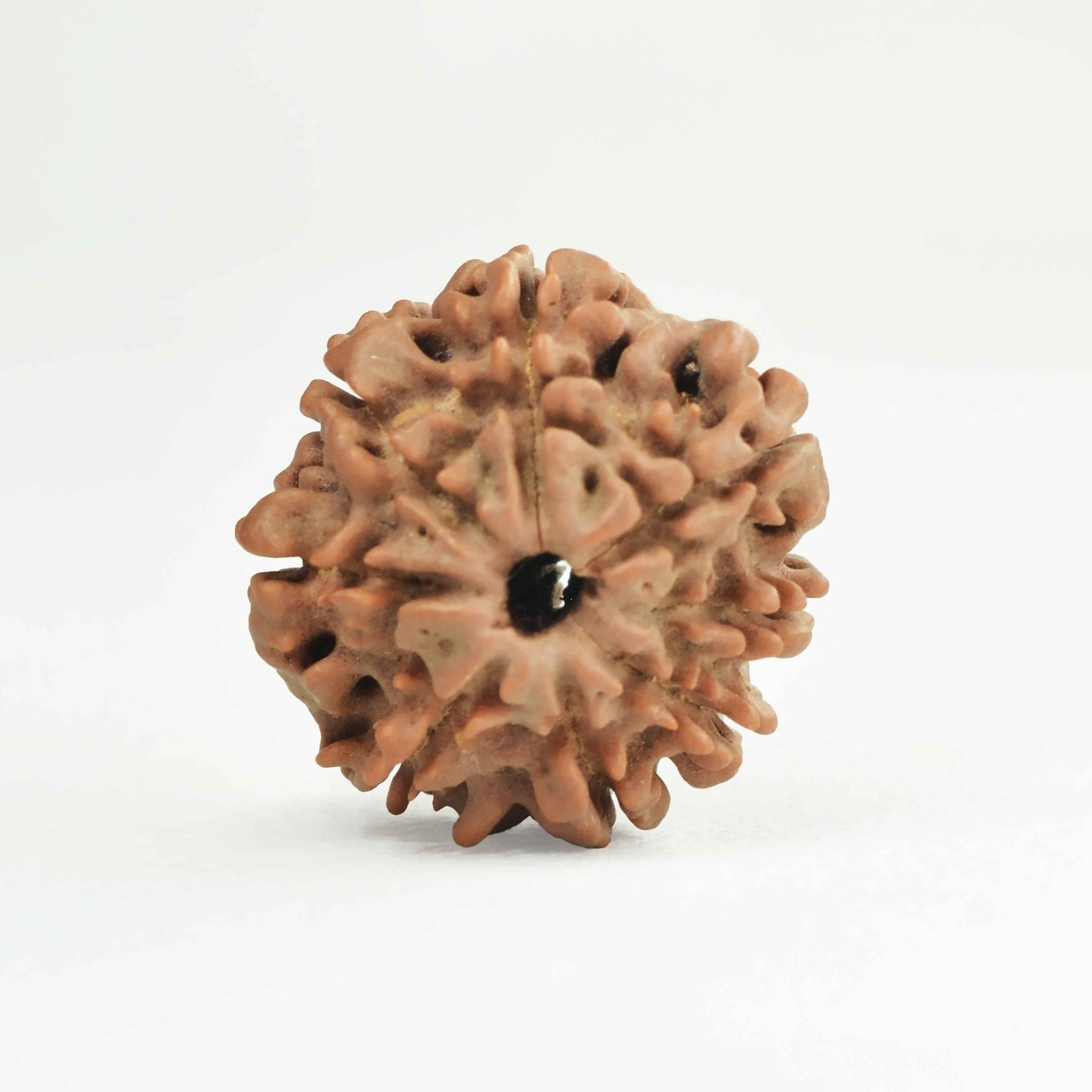 8 Mukhi Rudraksha Dana (Nepali)