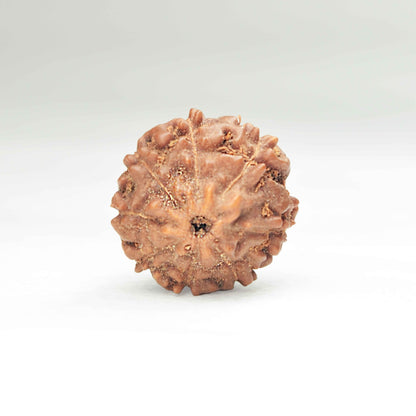 8 Mukhi Rudraksha (Indonesian)