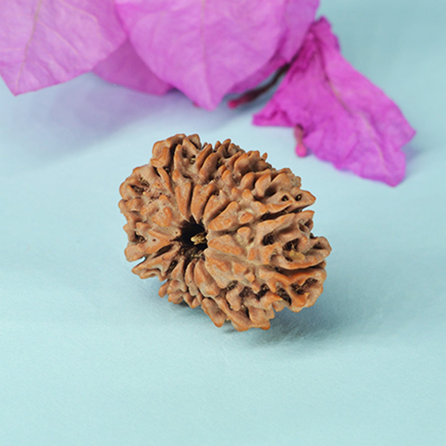 12 Mukhi Rudraksha Dana (Nepali)