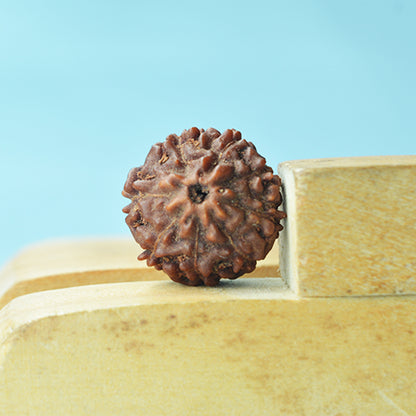 8 Mukhi Rudraksha (Indonesian)