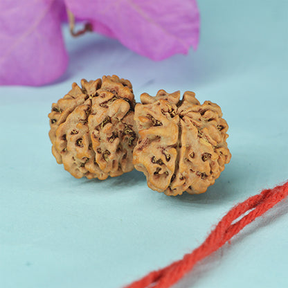 Gauri Shankar Rudraksha (Nepali)