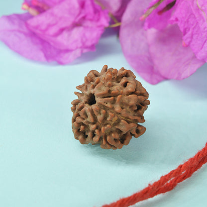 8 Mukhi Rudraksha Dana (Nepali)