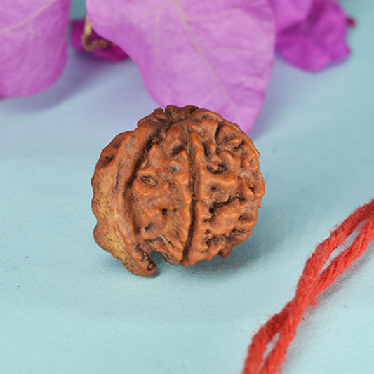 Ganesh Rudraksha (Nepali)