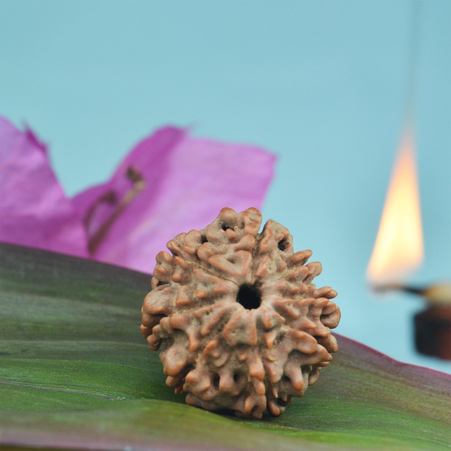 8 Mukhi Rudraksha Dana (Nepali)