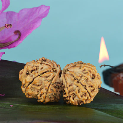 Gauri Shankar Rudraksha (Nepali)