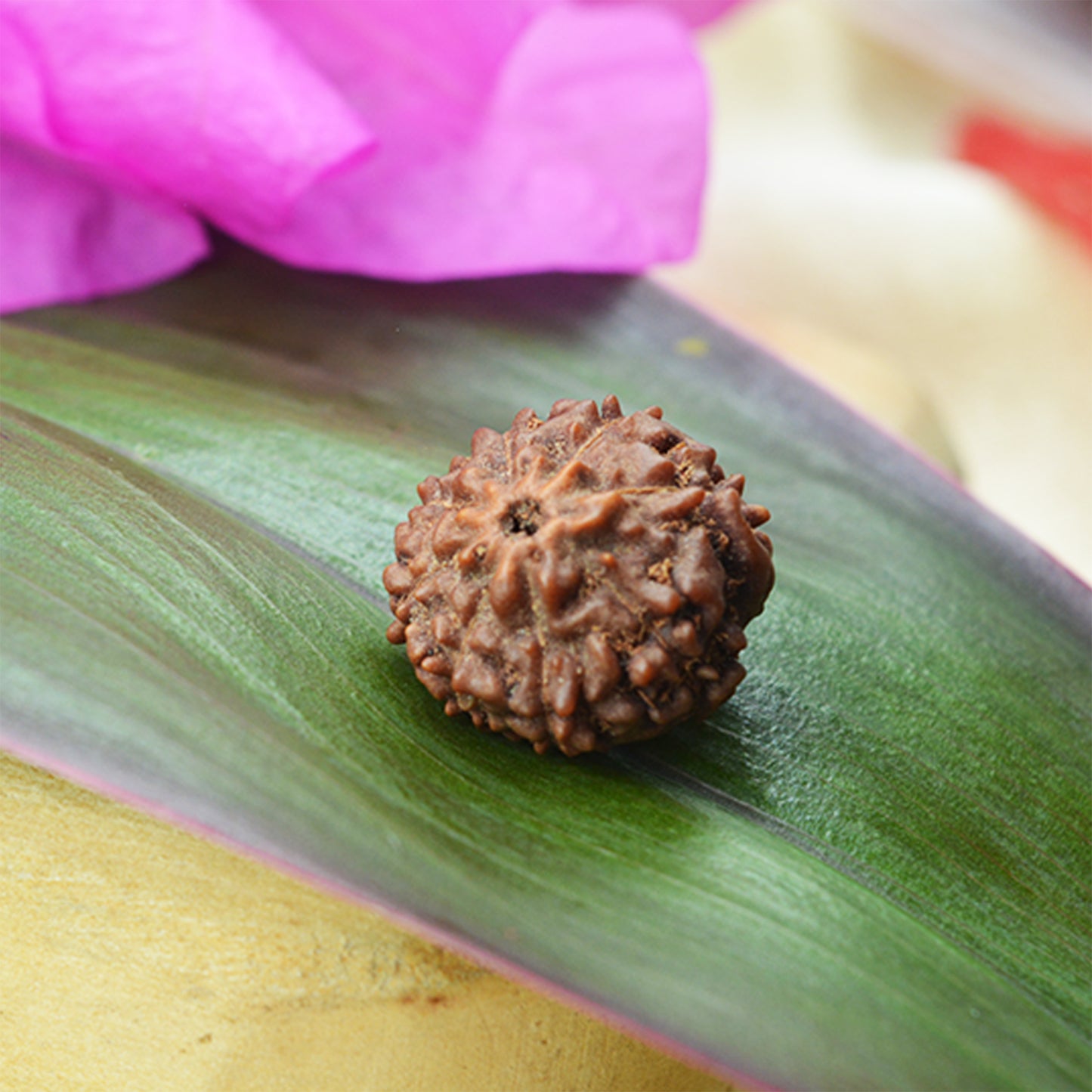 8 Mukhi Rudraksha (Indonesian)