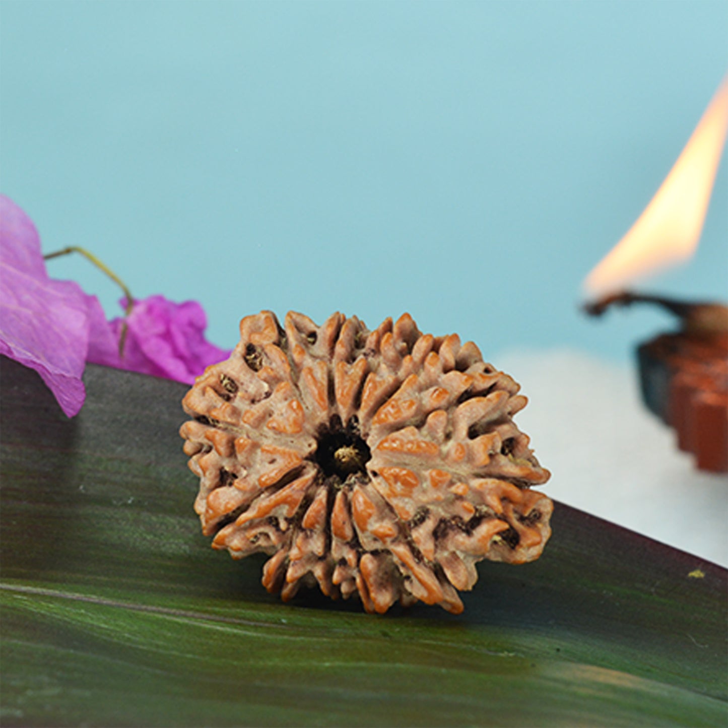 12 Mukhi Rudraksha Dana (Nepali)