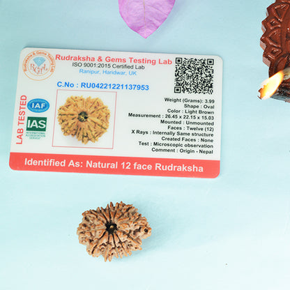 12 Mukhi Rudraksha Dana (Nepali)