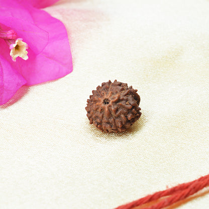 8 Mukhi Rudraksha (Indonesian)